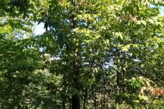 Castanea sativa_Merce Vallicrosa CC BY-NC