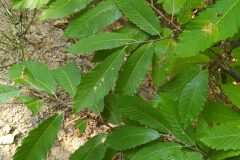 Castanea sativa_Merce Vallicrosa CC BY-NC