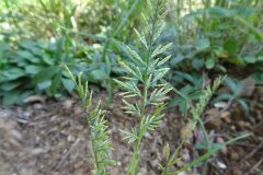 Catapodium rigidum_Josep Llovera CC BY-NC