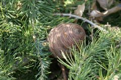 Cedrus atlantica_Francisco Aguayo CC BY-NC