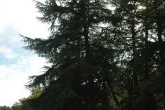 Cedrus deodara_Gabriel Huguet