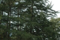 Cedrus deodara_Gabriel Huguet