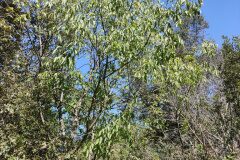 Celtis australis australis_Eden Ramirez