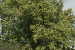 Celtis australis australis_Gabriel Huguet