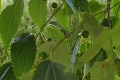Celtis australis australis_Merce Vallicrosa CC BY-NC