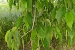 Celtis australis australis_Merce Vallicrosa CC BY-NC