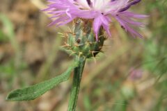 Centaurea aspera aspera_Jordi Puyuelo