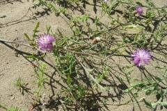 Centaurea aspera aspera_Jordi Puyuelo