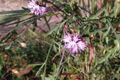 Centaurea aspera aspera_Merce Vallicrosa CC BY-NC