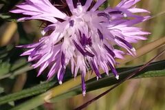 Centaurea aspera aspera_Merce Vallicrosa CC BY-NC