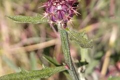 Centaurea aspera aspera_Merce Vallicrosa CC BY-NC