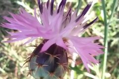 Centaurea aspera aspera_Merce Vallicrosa CC BY-NC