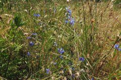 Centaurea cyanus_Joaquim Reberte 