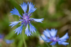 Centaurea cyanus_Joaquim Reberte