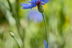 Centaurea cyanus_Joaquim Reberte