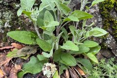 Centaurea pectinata_Andres Tello