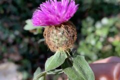 Centaurea pectinata_Begona Travy CC BY-NC