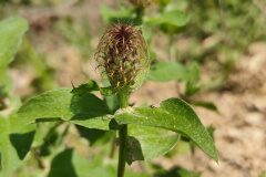 Centaurea pectinata_Eden Ramirez
