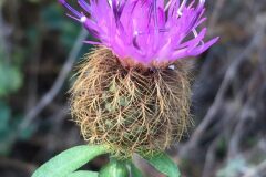 Centaurea pectinata_Joanjo Garcia CC BY-NC