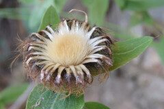 Centaurea pectinata_Margarida Vila CC BY-NC