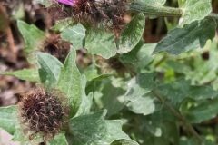 Centaurea pectinata_Merce Vallicrosa CC BY-NC