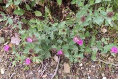 Centaurea pectinata_Merce Vallicrosa CC BY-NC