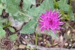 Centaurea pectinata_Merce Vallicrosa CC BY-NC