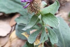 Centaurea pectinata_Merce Vallicrosa CC BY-NC