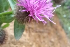 Centaurea pectinata_Neus Julia CC BY-SA