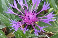 Centaurea triumfettii semidecurrens_Merce Vallicrosa CC BY-NC