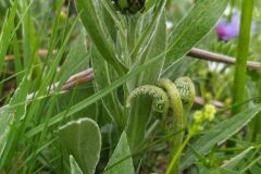Centaurea triumfettii semidecurrens_Merce Vallicrosa CC BY-NC