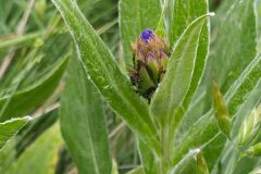 Centaurea triumfettii semidecurrens_Merce Vallicrosa CC BY-NC