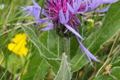 Centaurea triumfettii semidecurrens_Merce Vallicrosa CC BY-NC
