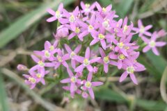 Centaurium erythraea erythraea_Isabel Gallen CC BY-NC