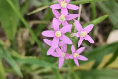 Centaurium erythraea erythraea_Isabel Gallen CC BY-NC