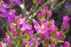 Centaurium erythraea erythraea_Merce Vallicrosa CC BY-NC
