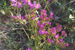 Centaurium erythraea erythraea_Merce Vallicrosa CC BY-NC