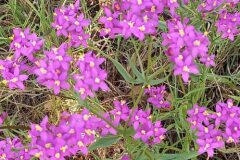 Centaurium erythraea erythraea_Neus Julia CC BY-SA