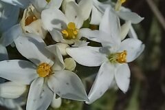 Centaurium erythraea erythraea_Neus Julia CC BY-SA