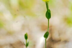 Centaurium maritimum_Joaquim Reberte
