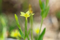 Centaurium maritimum_Joaquim Reberte