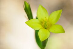 Centaurium maritimum_Joaquim Reberte