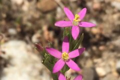 Centaurium pulchellum_Joanjo Garcia CC BY-NC