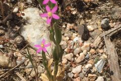 Centaurium pulchellum_Joanjo Garcia CC BY-NC