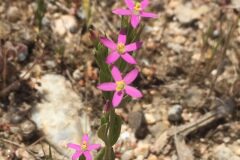Centaurium pulchellum_Joanjo Garcia CC BY-NC