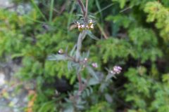 Centranthus calcitrapae_Merce Vallicrosa CC BY-NC