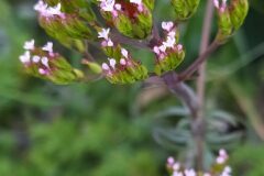 Centranthus calcitrapae_Merce Vallicrosa CC BY-NC