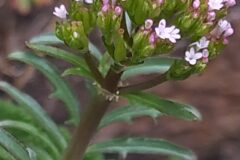 Centranthus calcitrapae_Merce Vallicrosa CC BY-NC