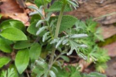 Centranthus calcitrapae_Merce Vallicrosa CC BY-NC
