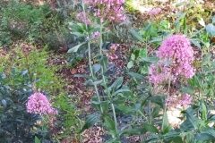 Centranthus ruber ruber_Merce Vallicrosa CC BY-NC